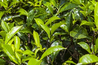 Tea plant