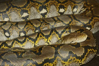 Reticulated Python (Broghammerus reticulatus