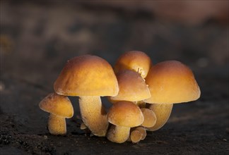 Winter Mushrooms or Wild Enokitake (Flammulina velutipes)