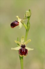 Early Spider Orchid (Ophrys passionis
