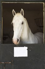 Stallion in his box stall during the Feria del Caballo Horse Fair