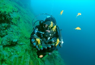 Scuba diver releasing Amphipods (Acanthogammarus maculosus