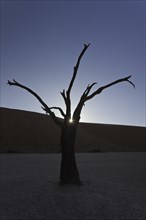 Dead or petrified Acacia tree area in front of a dune in the Dead Vlei or DeadVlei