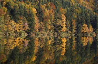 Mixed forest in autumn with its reflection in a mountain lake