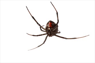 Redback Spider (Latrodectus hasselti)