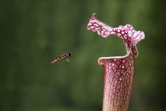 Common Banded Hoverfly (Syrphus ribesii) hoving at a Pitcher Plant (Sarracenia hybrids)