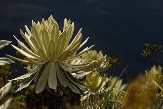 Frailejon or Fraylejon (Espeletia pycnophylla) plants in the paramo landscape