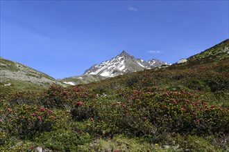 View into Dischma Valley with Alpine Roses