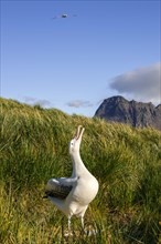 A wandering albatross (Diomedea exulans) at the nesting site calling as a welcome for its returning partner