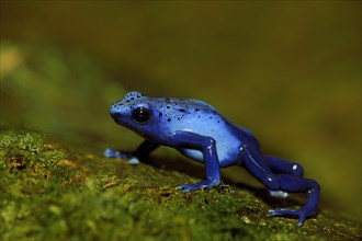 Blue Poison Frog (Dendrobates tinctorius)