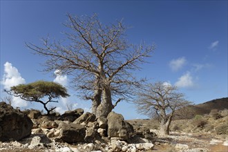 Baobab (Adansonia sp.) in a small water-bearing wadi