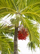 Peach Palm (Bactris gasipaes) with fruits