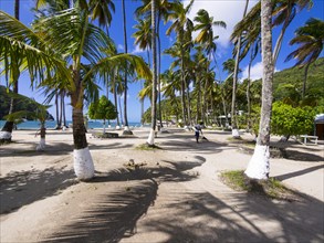 Beach with palm trees in Marigot Bay