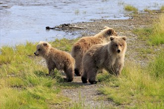 Grizzly Bear (Ursus arctos horribilis) cubs at the water