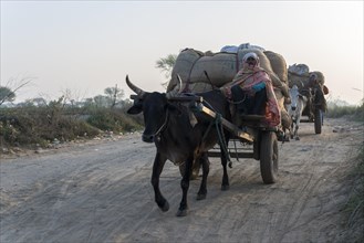 Bullock carts on a road in the morning
