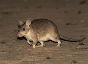 Madagascar rat (Hypogeomy antimena)