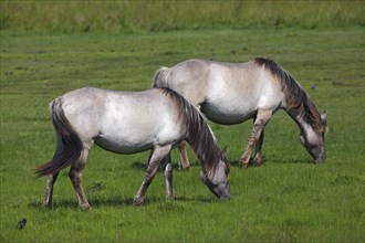 Konik Horses (Equus przewalskii f caballus) on a pasture