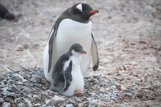 Gentoo Penguin (Pygoscelis papua) and young at nest