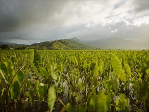 Taro fields in Hanalei Valley