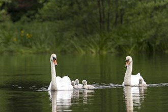 Mute Swans (Cygnus olor) with cygnets