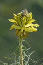 King's Spear or Yellow Asphodel (Asphodeline lutea)