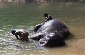 Two mahouts cleaning an Asian Elephant (Elephas maximus) lying in the water