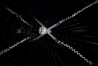 St Andrew's Cross Spider (Argiope keyserlingi)