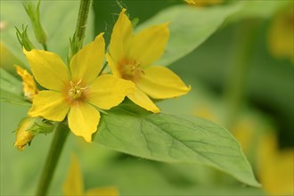 Yellow Loosestrife or Spotted Loosestrife (Lysimachia punctata)
