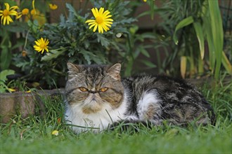 Exotic Shorthair cat lying in the garden