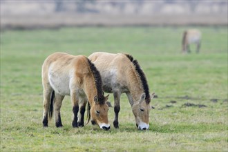 Przewalski's Horses (Equus ferus przewalskii)