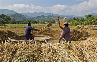 Traditional rice harvest