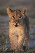 Young lion (Panthera leo)