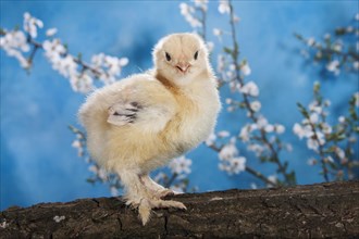 Domestic fowl chick