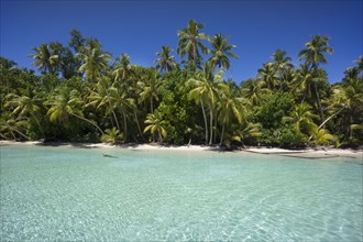 Lagoon with a sandy beach and palm trees
