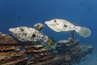 Two scrawled filefish (Aluterus scriptus)