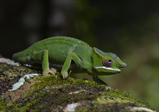 Male chameleon of the genus (Furcifer timoni)