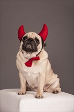 Beige Pug wearing devil's horns and a bow tie