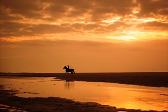 Horserider at sunset on the beach of Borkum