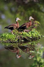 Two Black-bellied Whistling Ducks (Dendrocygna autumnalis)