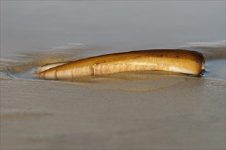 Shell of a Sword Razor Clam (Ensis ensis)