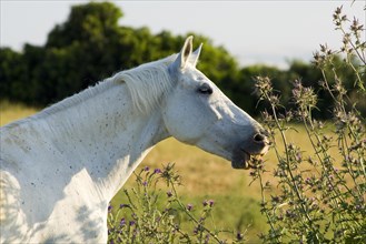 Andalusian Horse