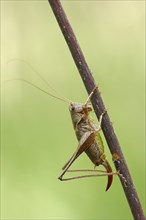Dark Bush-Cricket (Pholidoptera griseoaptera)