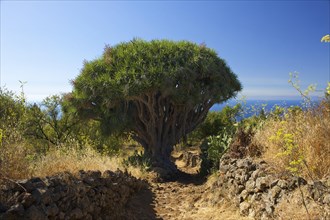 Canary Island Dragon Tree (Dracaena draco) on the north coast of La Palma