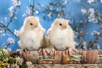 Domestic fowl chicks