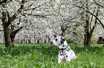 Dalmatian lying in a meadow in front of blossoming Cherry trees (Prunus avium)