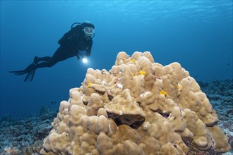 Scuba diver looking at a coral block with Christmas Tree Worms (Spirobranchus giganteus)
