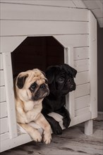 Beige and Black Pugs in a kennel