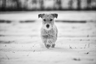 Young Jack Russell Terrier bitch walking in snow