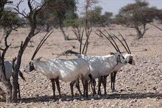 Arabian Oryx (Oryx leucoryx) seeking shade under a tree