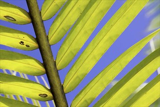 Palm frond of a Coconut Palm (Cocos nucifera)